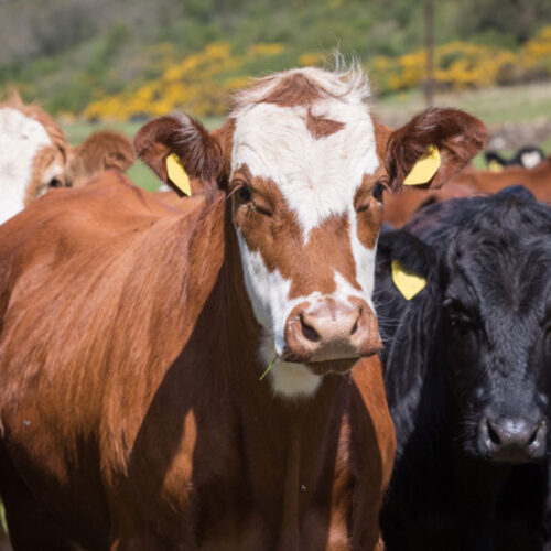 North Devon cattle – Bring Horse Trailer